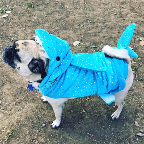 /images/uploads/pug nation rescue of los angeles/2018pugnation/entries/6079thumb.jpg